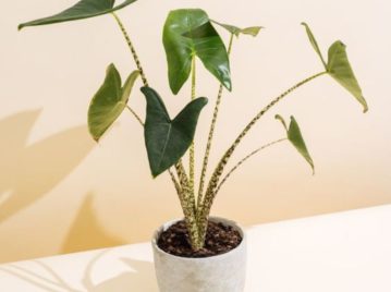 Alocasia zebrina: la planta animal print más buscada de la temporada