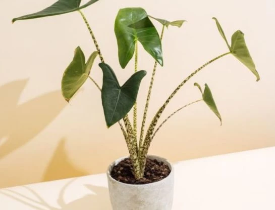 Así es la alocasia zebrina: la planta "animal print" más buscada de la temporada