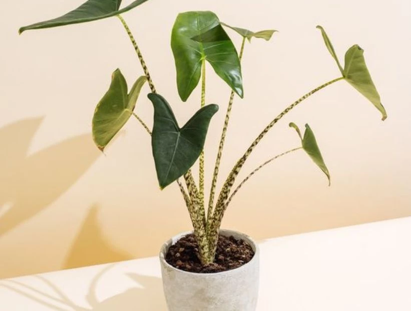 Alocasia zebrina: la planta animal print más buscada de la temporada
