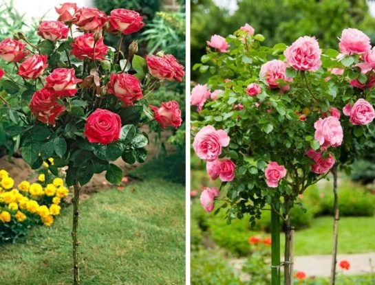 Manual de Jardinería: cómo lograr el "efecto arbolito" en tus rosas