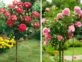 Manual de Jardinería: cómo lograr el efecto arbolito en tus rosales