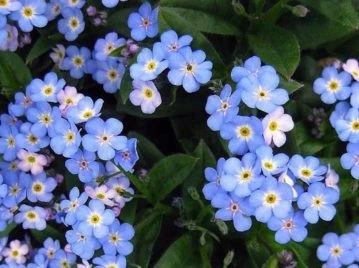 Nomeolvides: la flor más delicada y resistente que podés cultivar en tu casa.