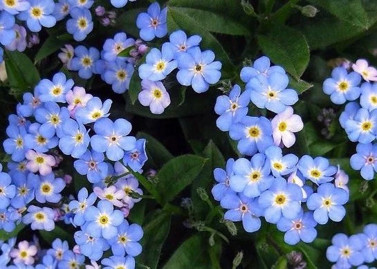Nomeolvides: la flor más delicada y resistente que podés cultivar en tu casa.