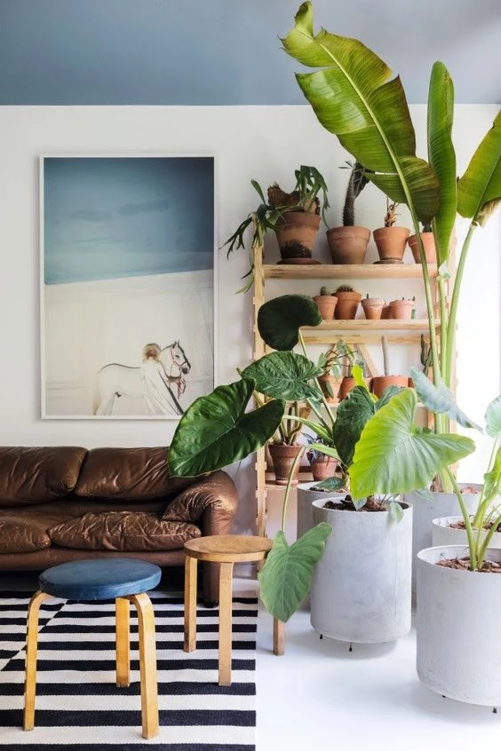 Trucos de jardinería: cómo darle brillo a las hojas de tus plantas