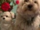 Vero Lozano compartió su nuevo florero idéntico a su perro Copito