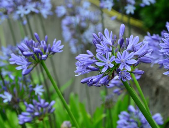 Agapanto: la planta ideal para darle color al jardín y decorar los bordes de la pileta