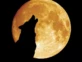 lobo aullando a la luna