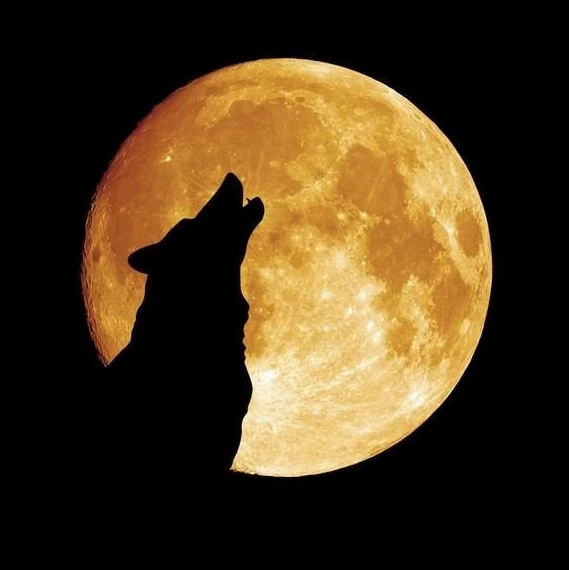 lobo aullando a la luna
