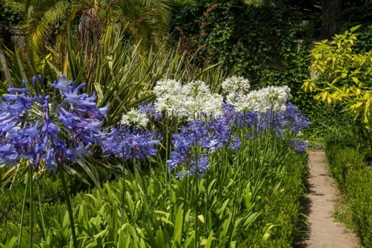 Agapanto: la planta ideal para darle color al jardín y decorar los bordes  de la pileta – Revista Para Ti