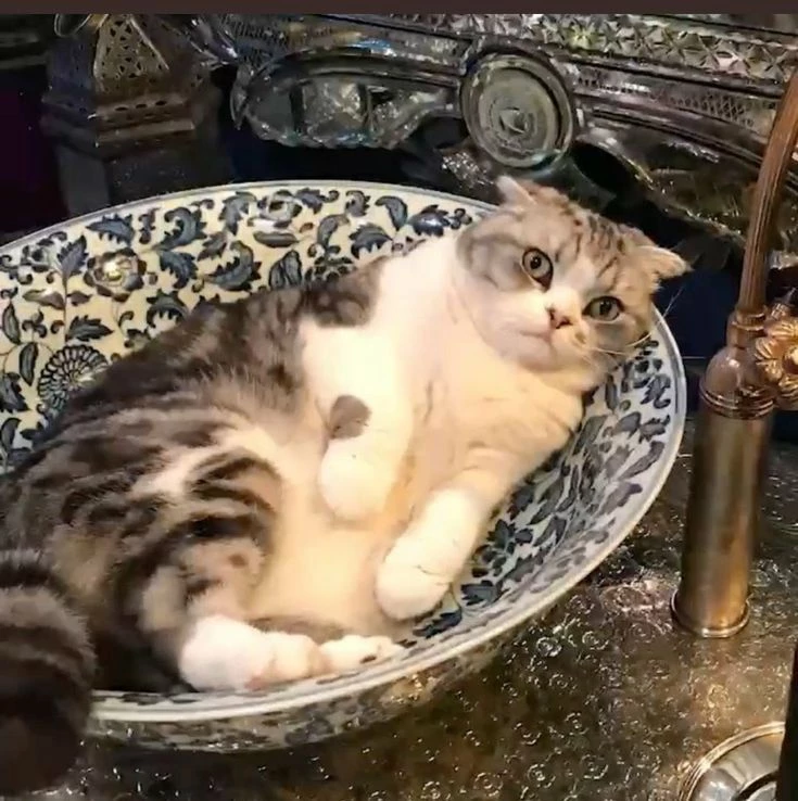 olivia la gata de Taylor Swift 