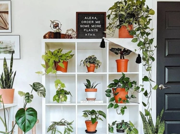 Las mejores plantas colgantes para decorar estanterías – Revista Para Ti