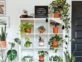 Las mejores plantas colgantes para decorar bibliotecas y estanterías