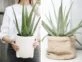 Aloe vera: cómo cuidar y reproducir la planta medicinal que no puede faltar en tu casa