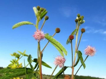 Mimosa serra: así es la nueva flor nativa que fue descubierta en Misiones