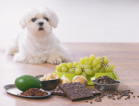 Alimentación saludable también para mascotas, ¿qué pueden comer?
