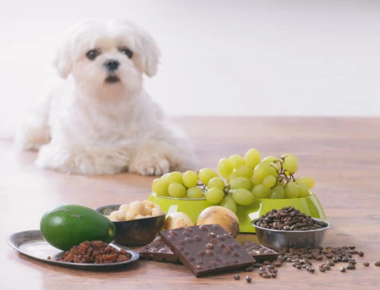 Alimentación saludable también para mascotas, ¿qué pueden comer?