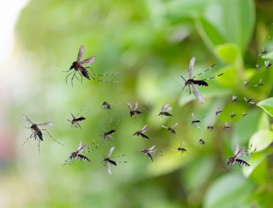 Alerta Dengue: qué hacer si aparecen síntomas