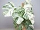 Monstera deliciosa Albo Variegata: la planta más chic para decorar tu casa