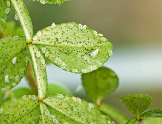 Moscas blancas: cómo eliminarlas y prevenirlas para que no afecten nuestras plantas
