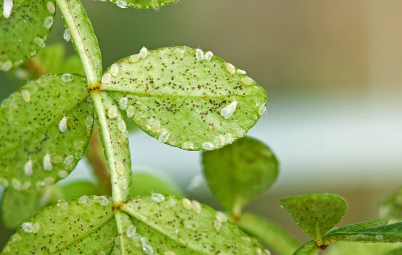 Moscas blancas: cómo eliminarlas y prevenirlas para que no afecten nuestras plantas