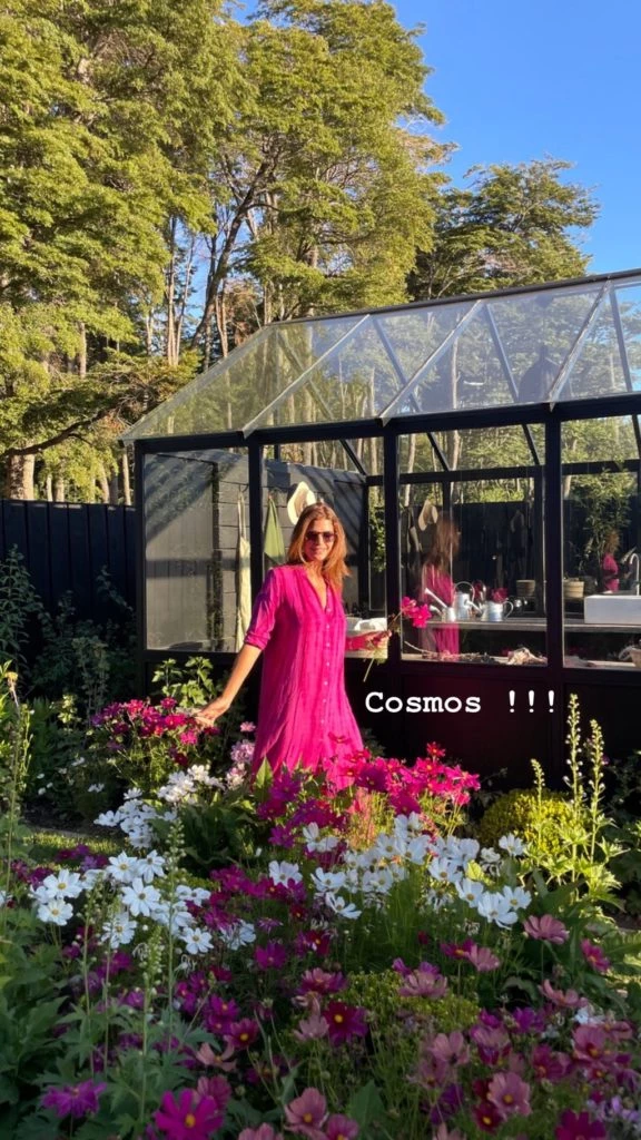 Cosmos: la flor favorita de Juliana Awada para decorar su jardín