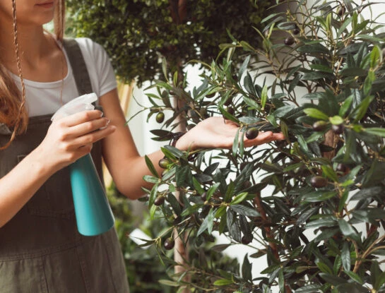 Cómo usar bicarbonato de sodio para mantener tus plantas sanas y libres de plagas