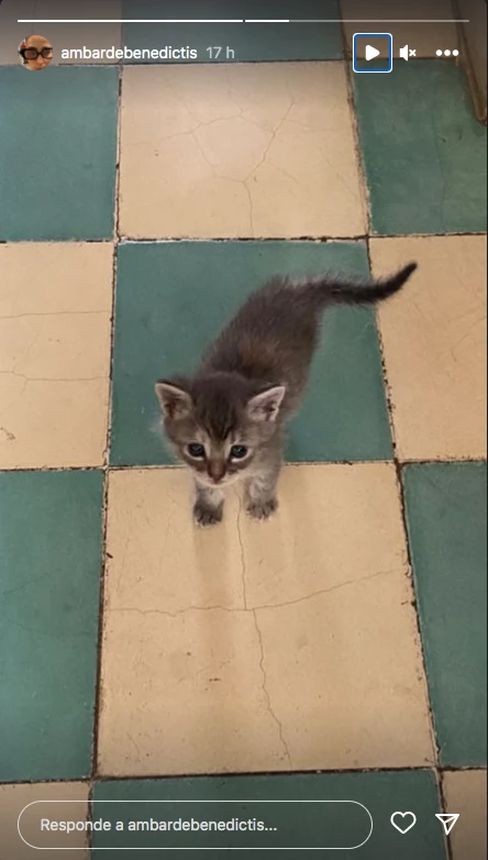 el gatito de ambar de bendictis