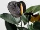 Anthurium 'black love': la planta más elegante y decorativa que es tendencia deco