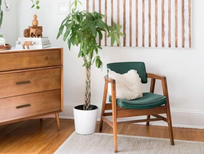 Pachira aquatica: la planta tropical que puede cultivarse como bonsái y está de moda para decorar la casa