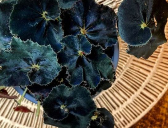 Alerta tendencia: así es la planta con hojas negras que conquista los interiores