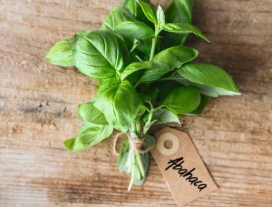 Manual de Jardinería: cómo cosechar semillas de albahaca