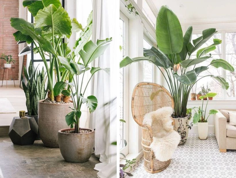 Plantas con hojas XXL: por qué son tendencia y cómo incorporarlas en casa