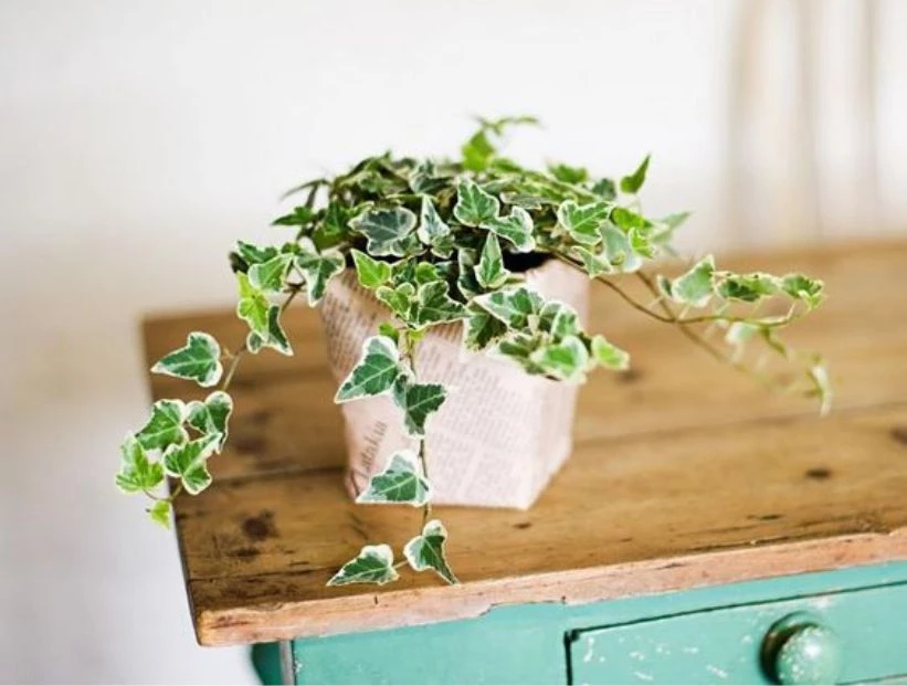 Hiedra variegada: la planta más decorativa y resistente para tener en interiores