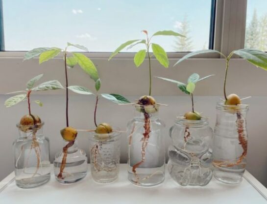 Manual de Jardinería: cómo reproducir una palta desde el carozo y plantarla en casa