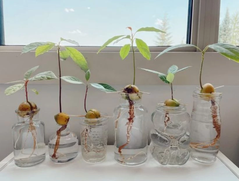 Manual de Jardinería: cómo reproducir una palta desde el carozo y plantarla en casa