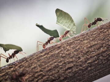 Manual de Jardinería: los mejores remedios para que las hormigas no ataquen tus árboles