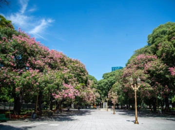 Palo borracho: curiosidades y cuidados del árbol nativo que florece en verano