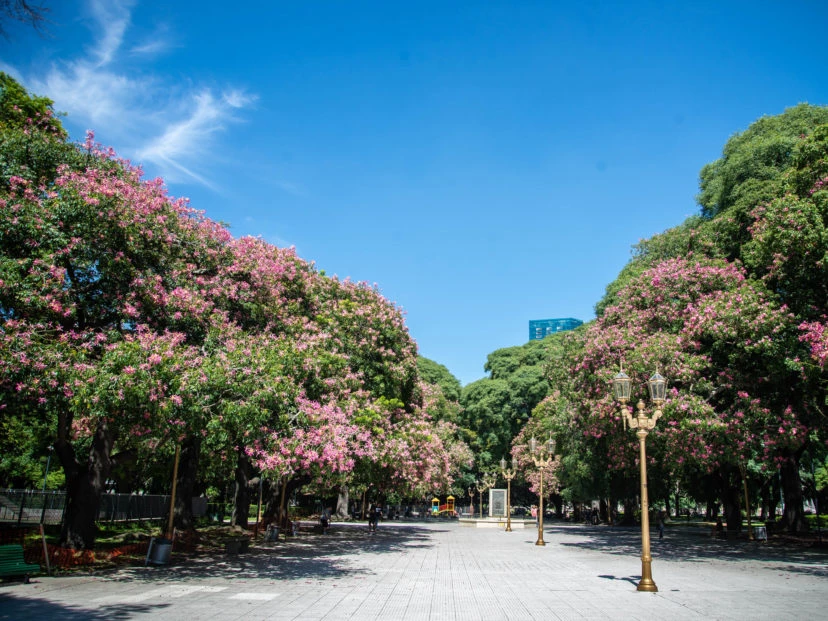 Palo borracho: curiosidades y cuidados del árbol nativo que florece en verano