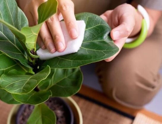 Cómo limpiar las hojas de tus plantas con vinagre para que brillen como nunca