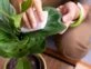 El truco definitivo para limpiar las hojas de tus plantas con vinagre