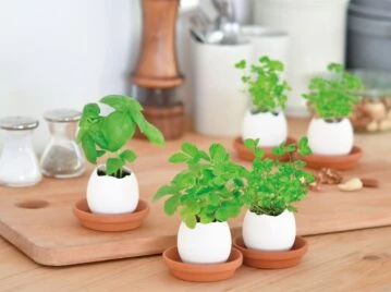 Plantas huevo: el nuevo objeto de deseo que es furor en Japón