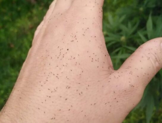 4 tips para aliviar la picazón causada por los trips o "bichitos negros"