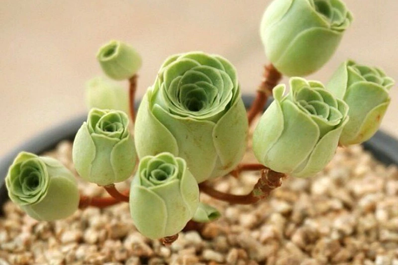 Así es la suculenta más romántica: tiene forma de rosa y es ideal para regalar