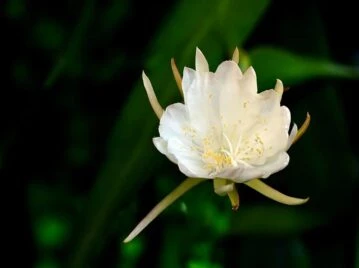 Dama de noche: la flor más delicada y original para decorar tu jardín