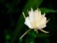 Dama de noche: la flor más delicada y original para decorar tu jardín