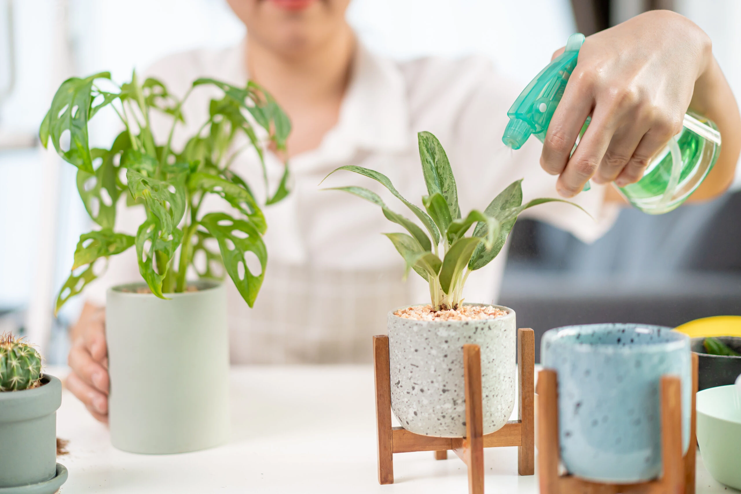 3 usos del vinagre para dejar impecables tus plantas de interior