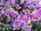 Anémona japónica: la flor más romántica que florece en otoño
