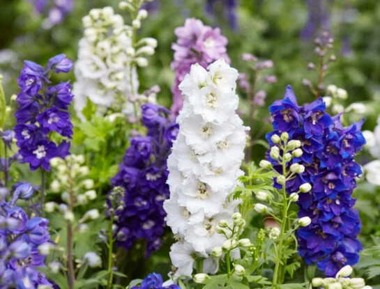 Espuela de caballero: así es la planta más original para darle color a tu jardín
