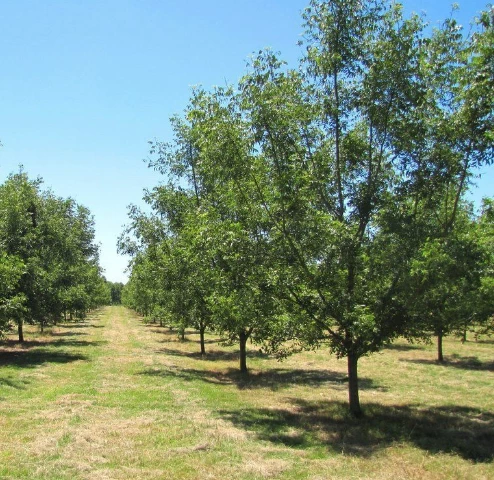 Plantación de nogales en Paranacito