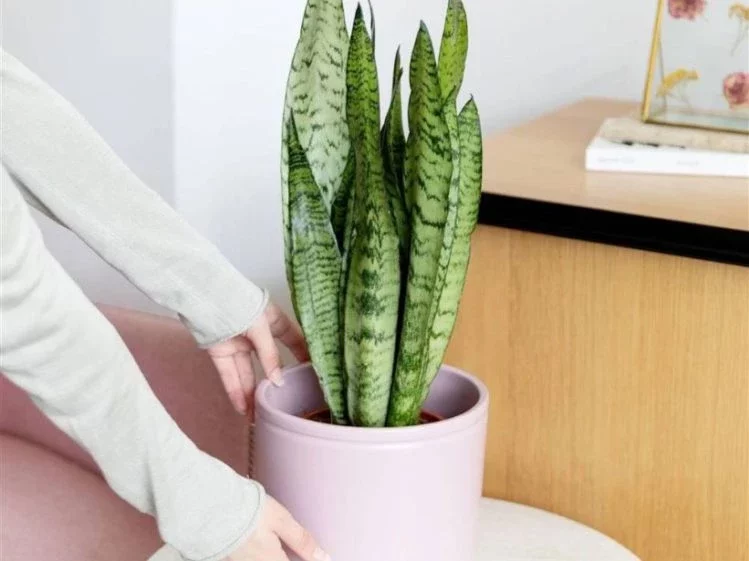 El truco infalible para saber si tu Sansevieria se está marchitando por falta de agua o está mudando de hojas